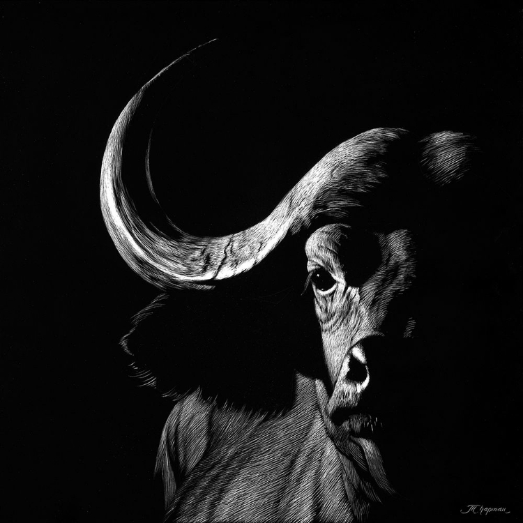 Picture of WILDLIFE SCRATCHBOARDS VIII