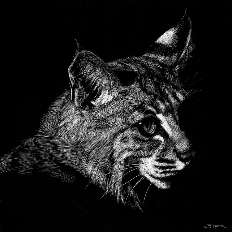 Picture of WILDLIFE SCRATCHBOARDS IX