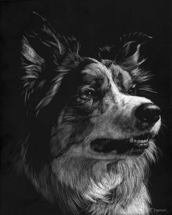 Picture of CANINE SCRATCHBOARD IV