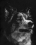 Picture of CANINE SCRATCHBOARD IV
