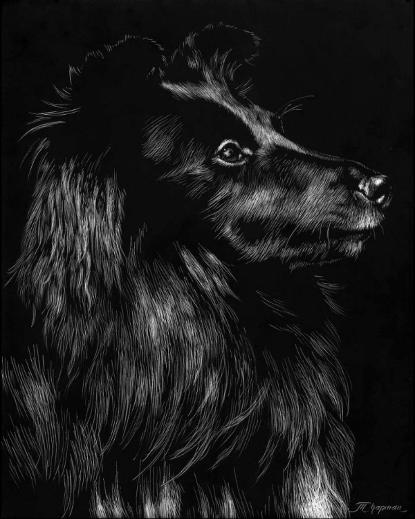 Picture of CANINE SCRATCHBOARD VI