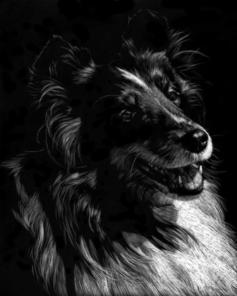 Picture of CANINE SCRATCHBOARD XI