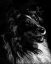 Picture of CANINE SCRATCHBOARD XI