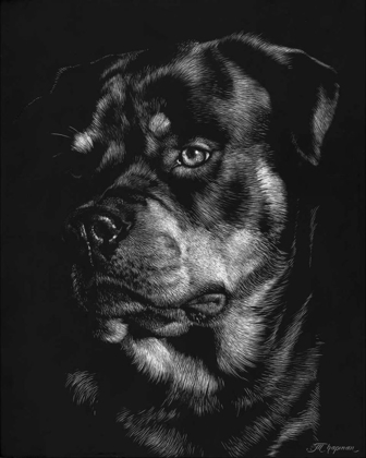 Picture of CANINE SCRATCHBOARD XII