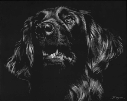 Picture of CANINE SCRATCHBOARD XV