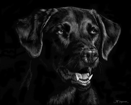 Picture of CANINE SCRATCHBOARD XVII