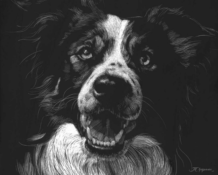 Picture of CANINE SCRATCHBOARD XVIII