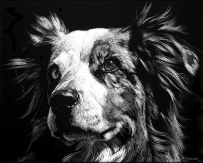 Picture of CANINE SCRATCHBOARD XX