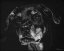 Picture of CANINE SCRATCHBOARD XXII