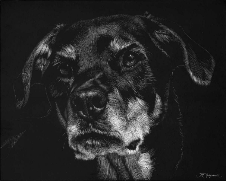 Picture of CANINE SCRATCHBOARD XXII