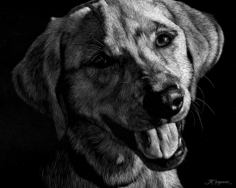 Picture of CANINE SCRATCHBOARD XXIII