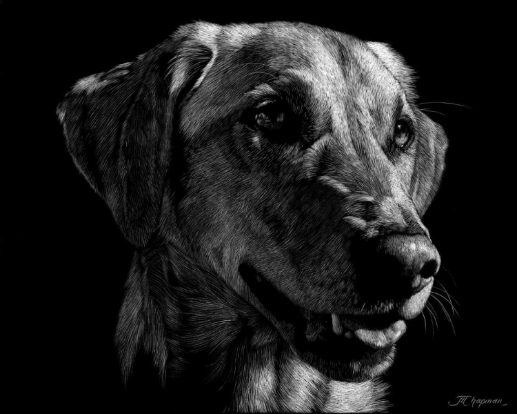 Picture of CANINE SCRATCHBOARD XXIV