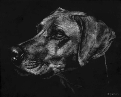 Picture of CANINE SCRATCHBOARD XXVIII