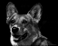Picture of CANINE SCRATCHBOARD XXIX