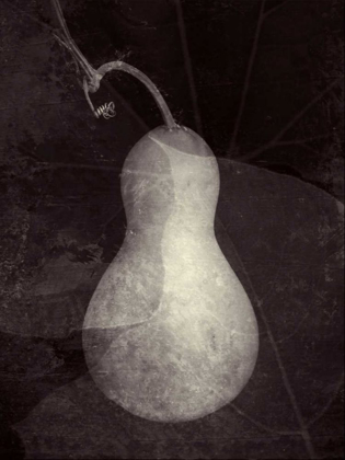 Picture of GOURD I