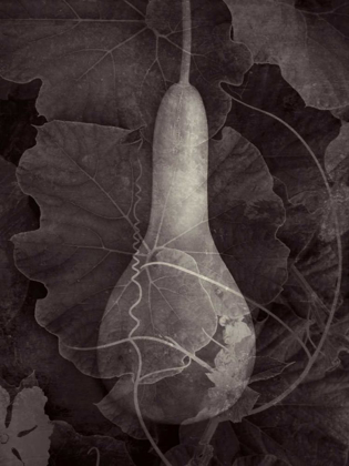 Picture of GOURD III