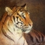 Picture of TIGER