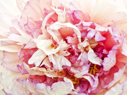 Picture of MONETS PEONY I