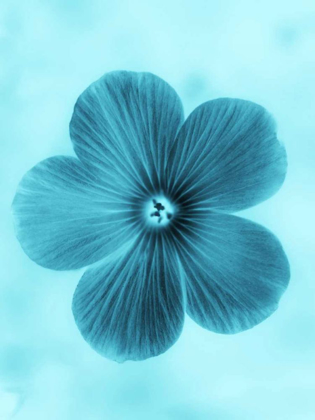 Picture of FORGET ME NOT BLUE II
