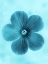 Picture of FORGET ME NOT BLUE II