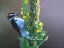 Picture of WOODPECKER MULLEN
