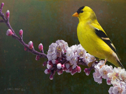 Picture of GOLDFINCH FLOWERS