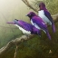 Picture of AFRICAN STARLINGS