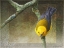 Picture of PROTHONOTARY