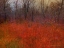 Picture of RED GRASS I