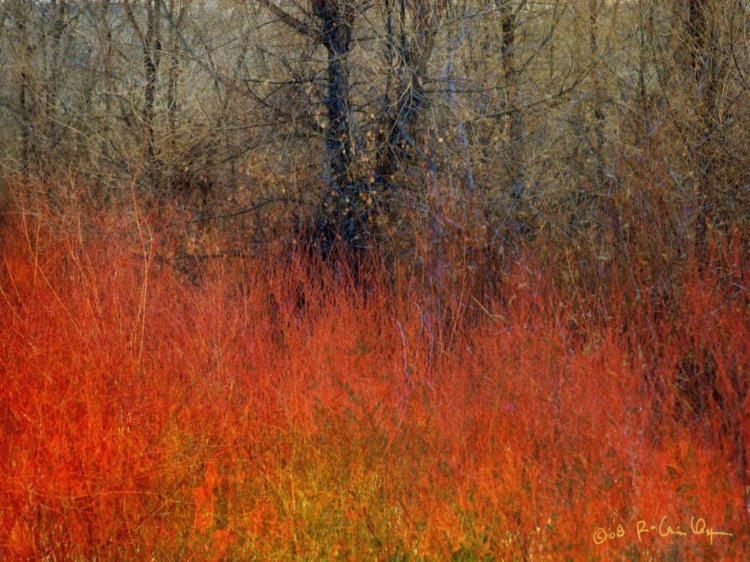 Picture of RED GRASS II