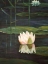 Picture of TRANQUILITY I