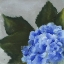 Picture of HYDRANGEA DETAIL I