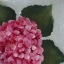 Picture of HYDRANGEA DETAIL II