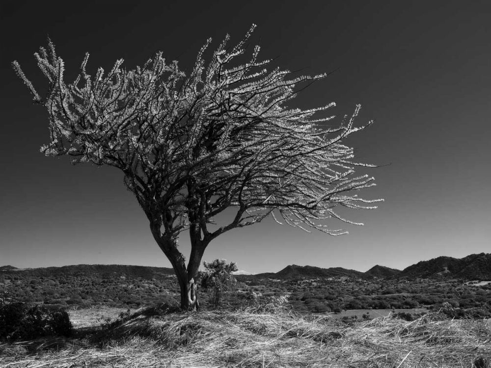 Somerset House Images. START SPRING TREE