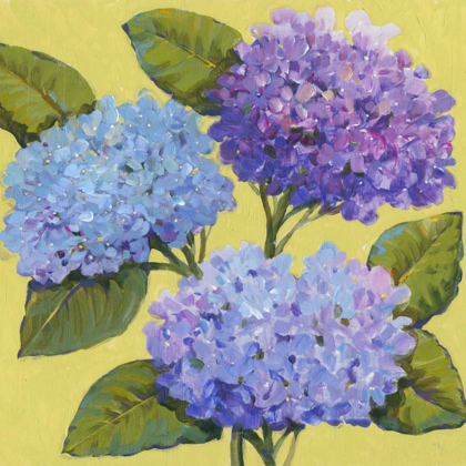 Picture of SPRING HYDRANGEAS I