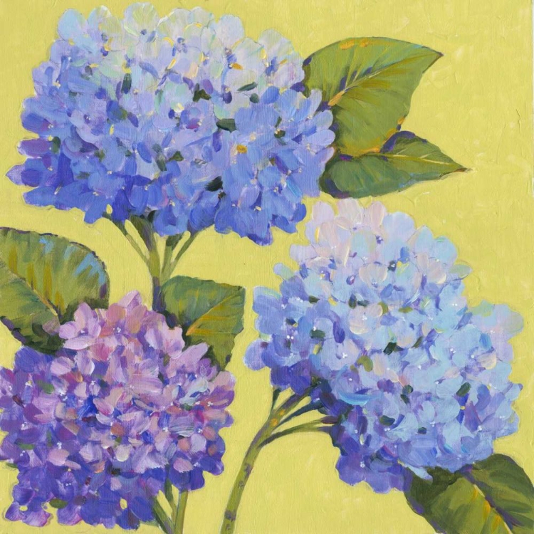 Picture of SPRING HYDRANGEAS II