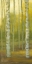 Picture of SUNNY BIRCH GROVE I