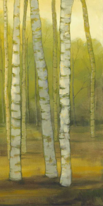 Picture of SUNNY BIRCH GROVE II