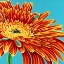 Picture of COLOR BURSTS I