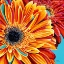 Picture of COLOR BURSTS II