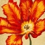 Picture of PARROT TULIP II