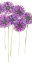 Picture of PINWHEELS II