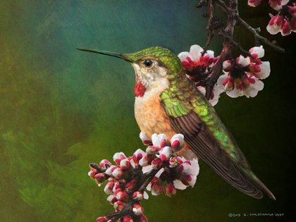 Picture of HUMMER WITH BLOSSOMS