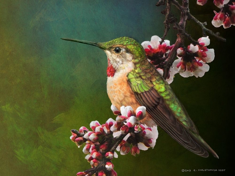 Picture of HUMMER WITH BLOSSOMS