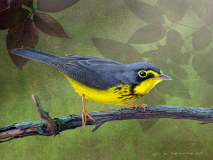 Picture of CANADA WARBLER