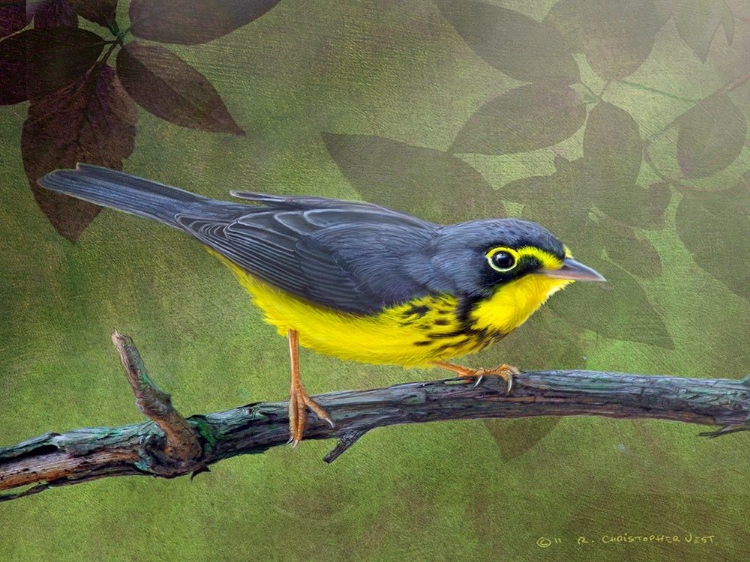 Picture of CANADA WARBLER