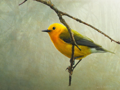 Picture of PROTHONOTARY WARBLER