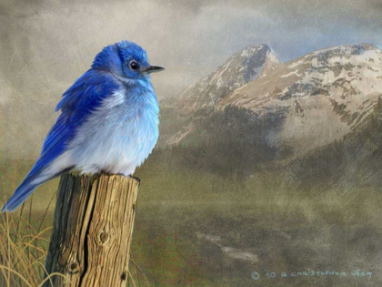 Picture of MOUNTAIN BLUE BIRD
