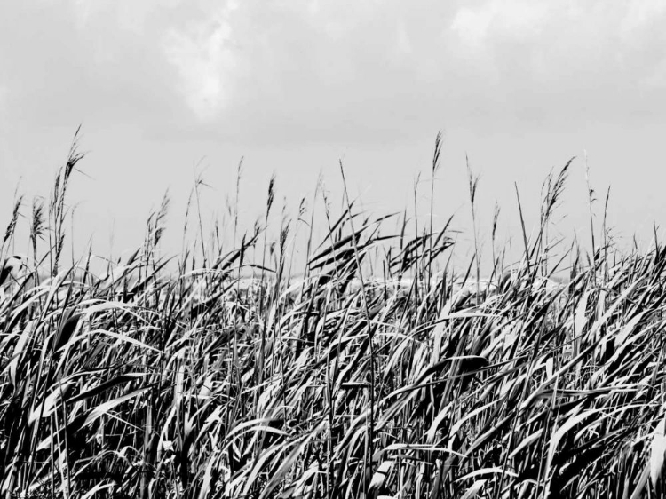 Picture of DUNE TRIPTYCH I