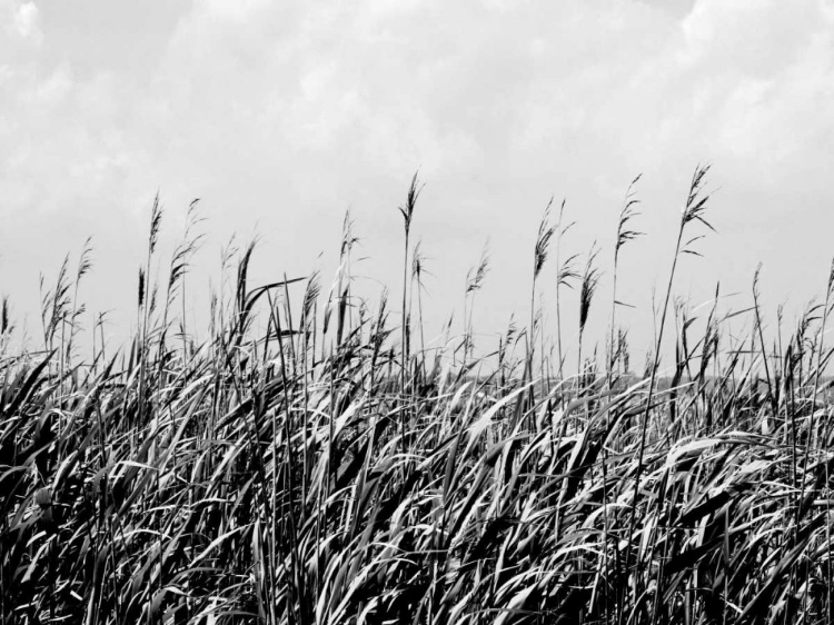 Picture of DUNE TRIPTYCH III